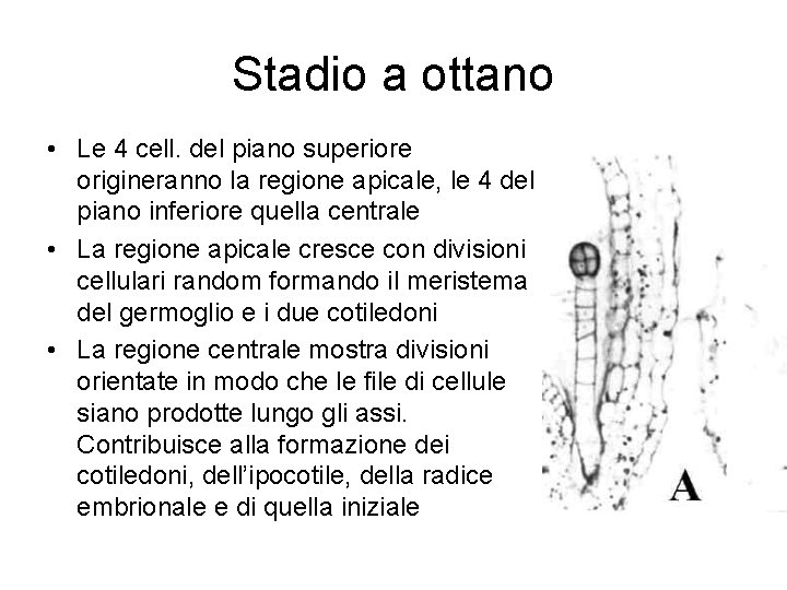 Stadio a ottano • Le 4 cell. del piano superiore origineranno la regione apicale,