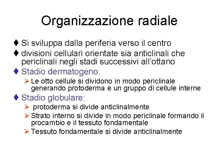 Organizzazione radiale t Si sviluppa dalla periferia verso il centro t divisioni cellulari orientate