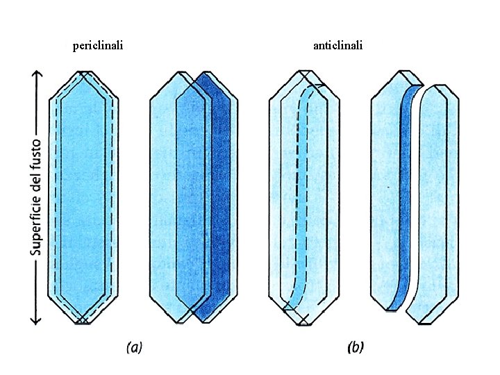 periclinali anticlinali 