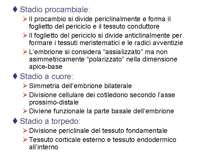 t Stadio procambiale: Ø Il procambio si divide periclinalmente e forma il foglietto del