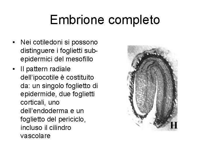 Embrione completo • Nei cotiledoni si possono distinguere i foglietti subepidermici del mesofillo •