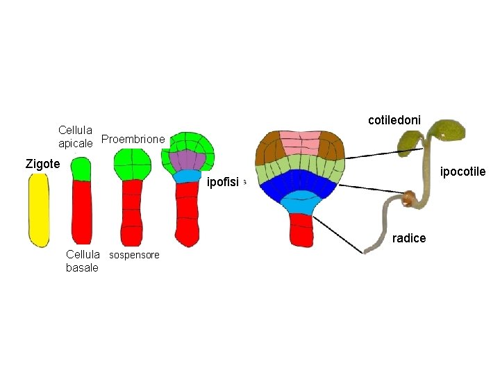 cotiledoni Cellula apicale Proembrione Zigote ipocotile ipofisi radice Cellula sospensore basale 