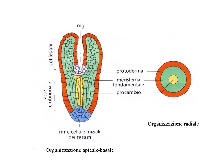 Organizzazione radiale Organizzazione apicale-basale 