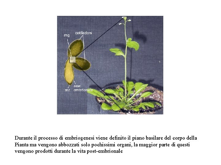 Durante il processo di embriogenesi viene definito il piano basilare del corpo della Pianta