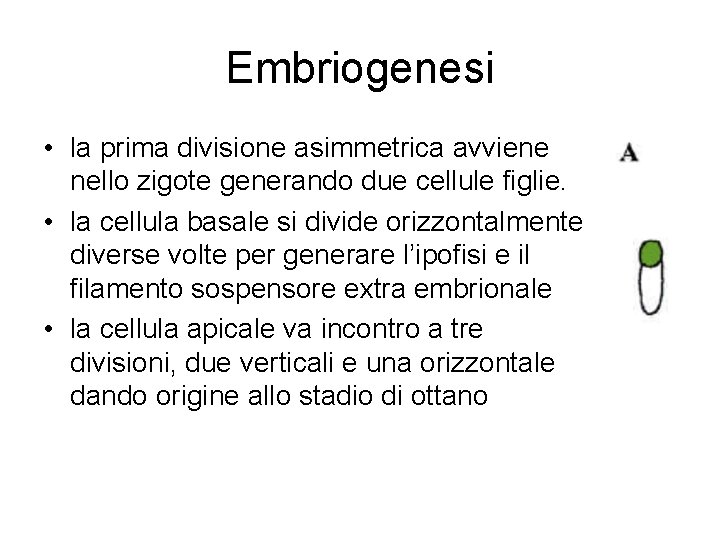 Embriogenesi • la prima divisione asimmetrica avviene nello zigote generando due cellule figlie. •