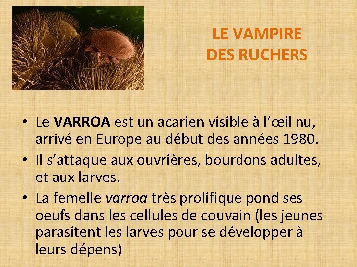 LE VAMPIRE DES RUCHERS • Le VARROA est un acarien visible à l’œil nu,