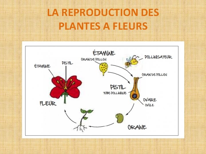 LA REPRODUCTION DES PLANTES A FLEURS 