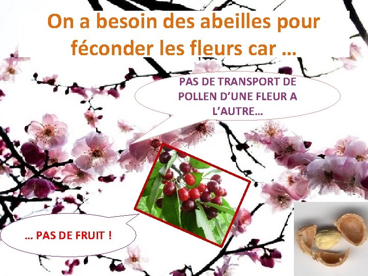 On a besoin des abeilles pour féconder les fleurs car … PAS DE TRANSPORT