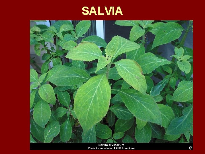 SALVIA 