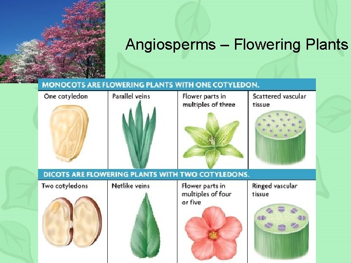 Angiosperms – Flowering Plants 