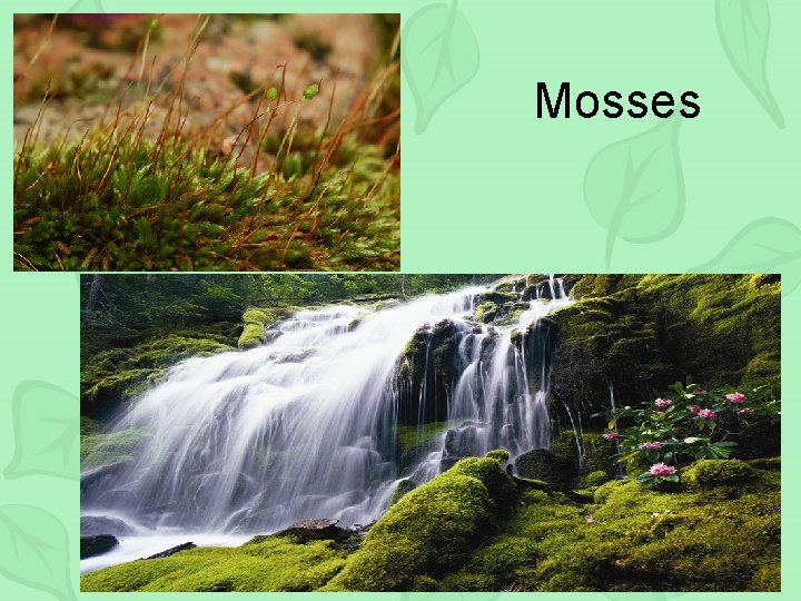 Mosses 