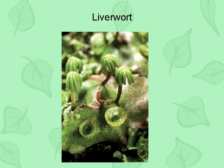 Liverwort 