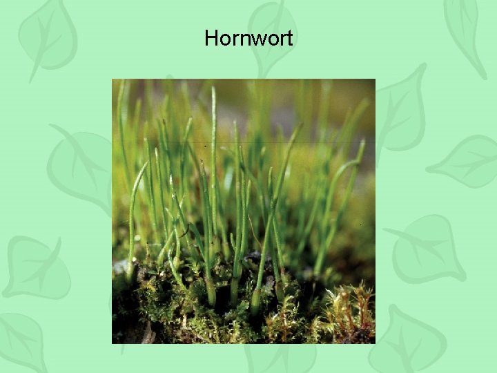 Hornwort 