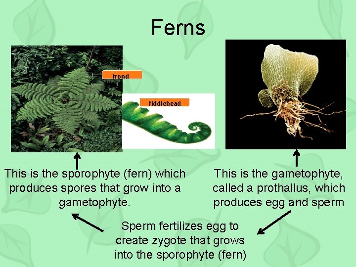 Ferns frond fiddlehead This is the sporophyte (fern) which produces spores that grow into