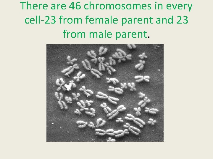 There are 46 chromosomes in every cell-23 from female parent and 23 from male