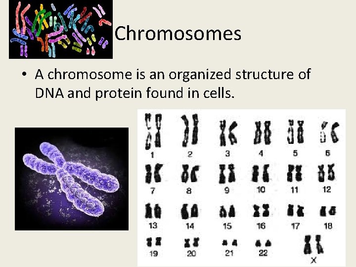 Chromosomes • A chromosome is an organized structure of DNA and protein found in