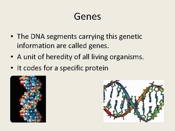 Genes • The DNA segments carrying this genetic information are called genes. • A