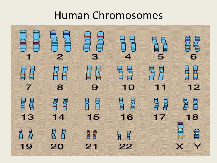 Human Chromosomes 