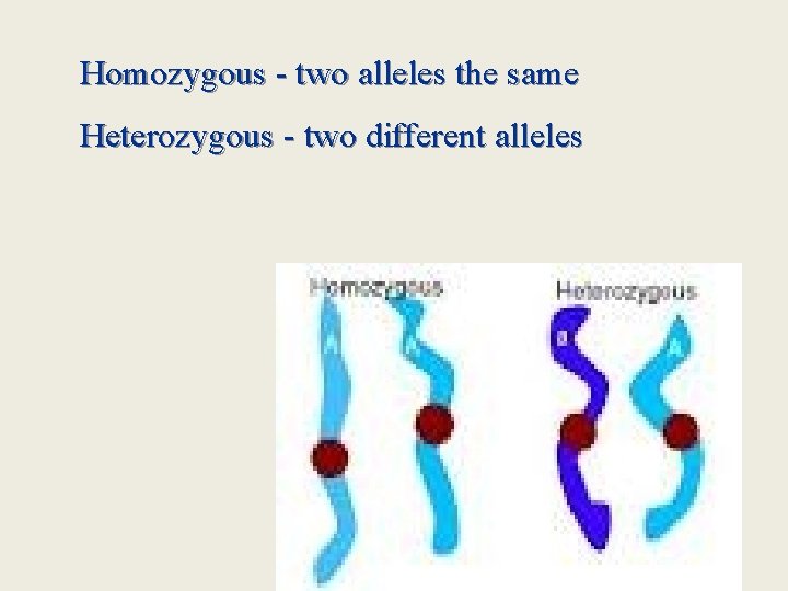 Homozygous - two alleles the same Heterozygous - two different alleles 