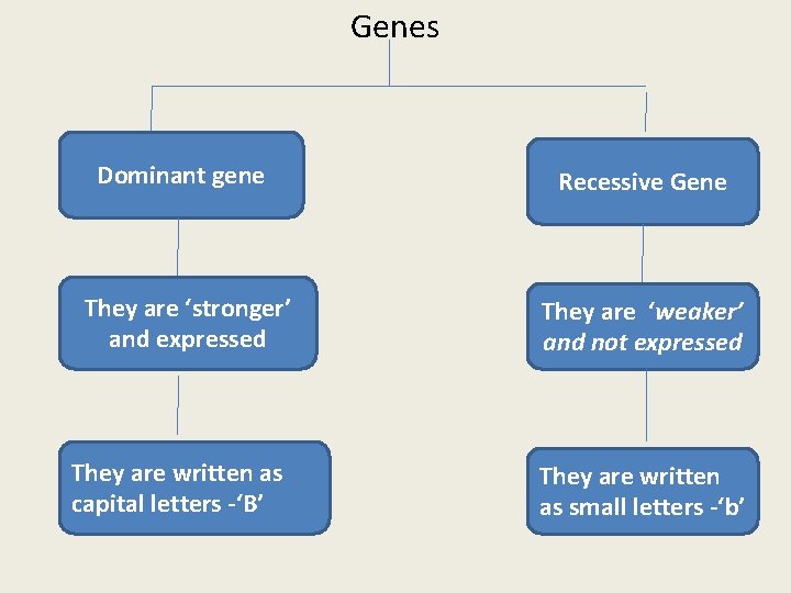 Genes Dominant gene Recessive Gene They are ‘stronger’ and expressed They are ‘weaker’ and