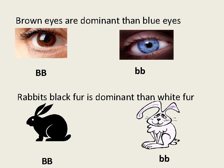 Brown eyes are dominant than blue eyes BB bb Rabbits black fur is dominant