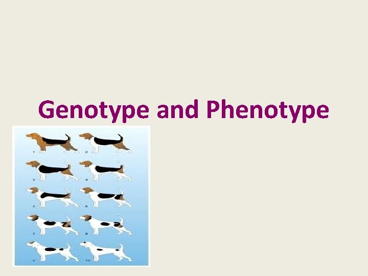 Genotype and Phenotype 