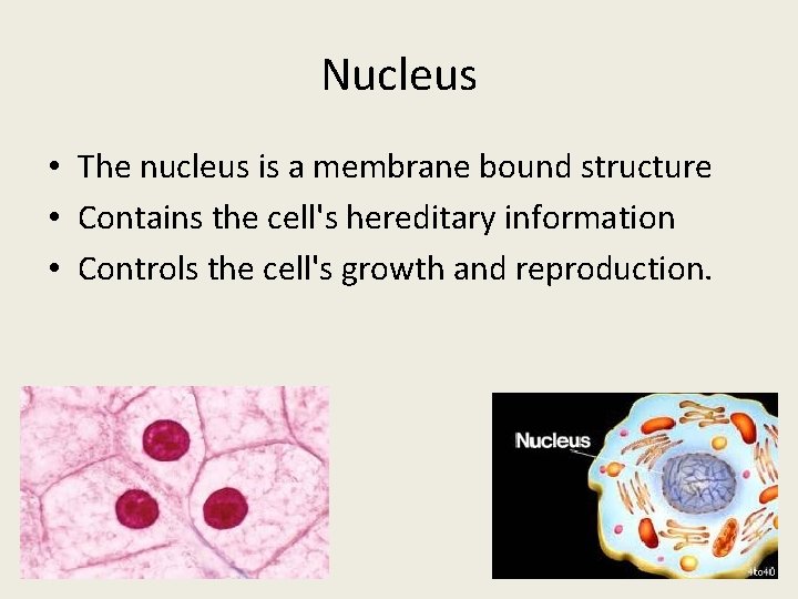 Nucleus • The nucleus is a membrane bound structure • Contains the cell's hereditary