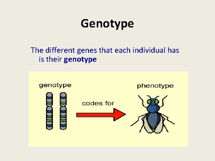 Genotype The different genes that each individual has is their genotype 