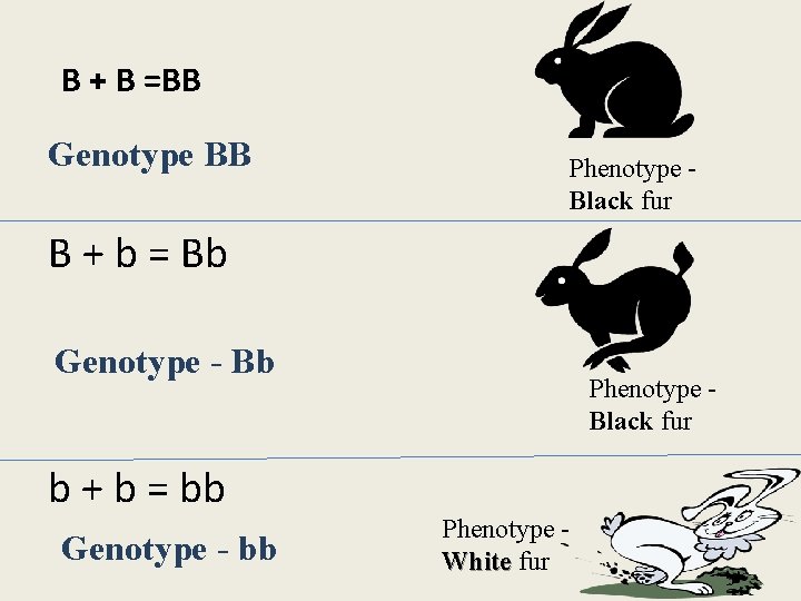 B + B =BB Genotype BB Phenotype Black fur B + b = Bb