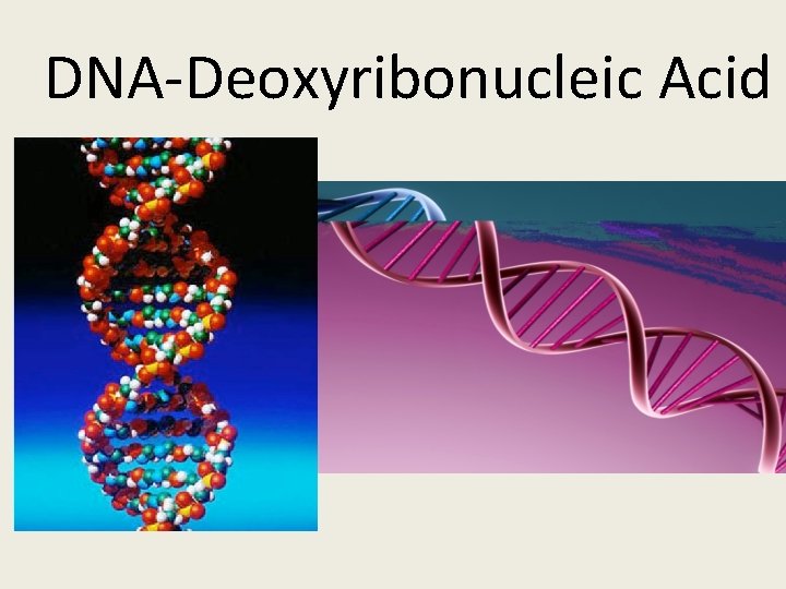 DNA-Deoxyribonucleic Acid 