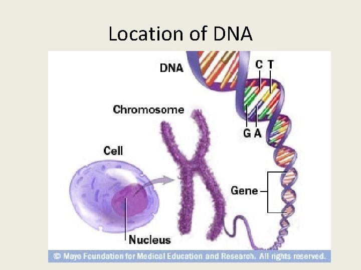 Location of DNA 