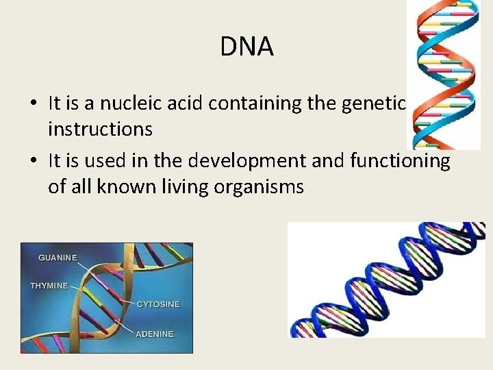 DNA • It is a nucleic acid containing the genetic instructions • It is