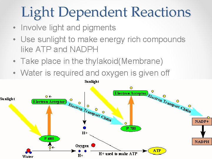 Light Dependent Reactions • Involve light and pigments • Use sunlight to make energy