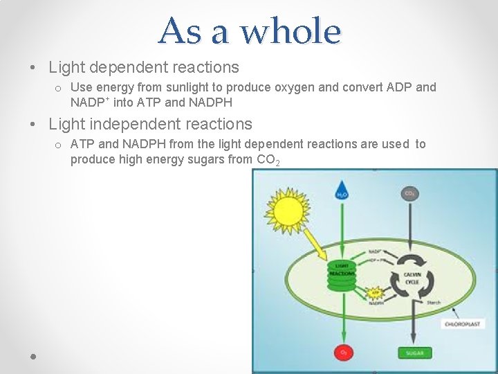 As a whole • Light dependent reactions o Use energy from sunlight to produce