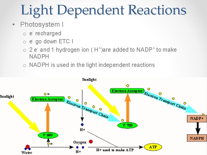 Light Dependent Reactions • Photosystem I o e- recharged o e- go down ETC