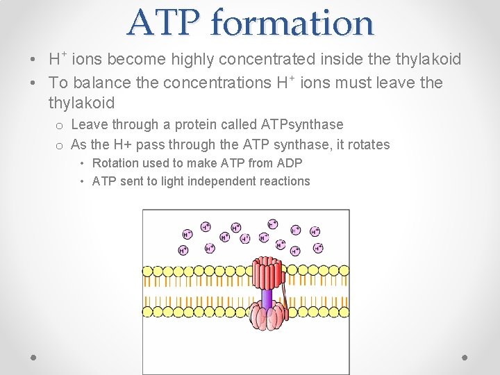 ATP formation • H+ ions become highly concentrated inside thylakoid • To balance the