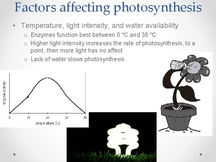 Factors affecting photosynthesis • Temperature, light intensity, and water availability o Enzymes function best