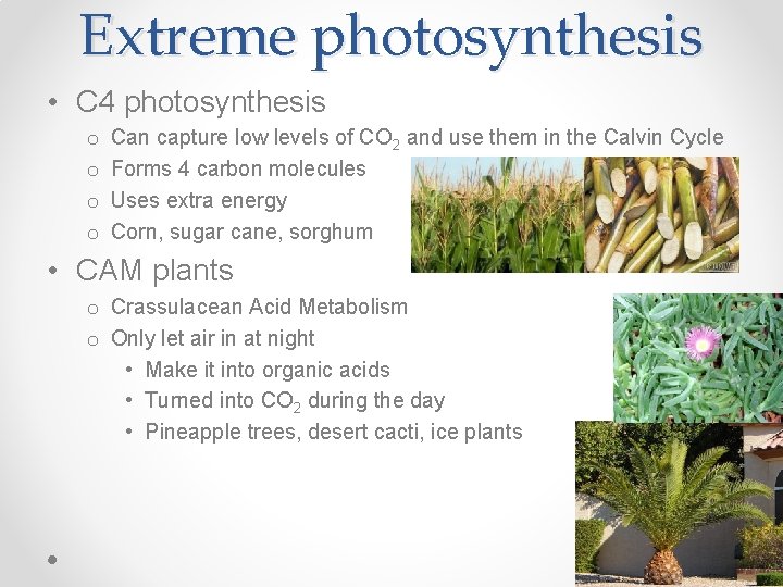 Extreme photosynthesis • C 4 photosynthesis o o Can capture low levels of CO