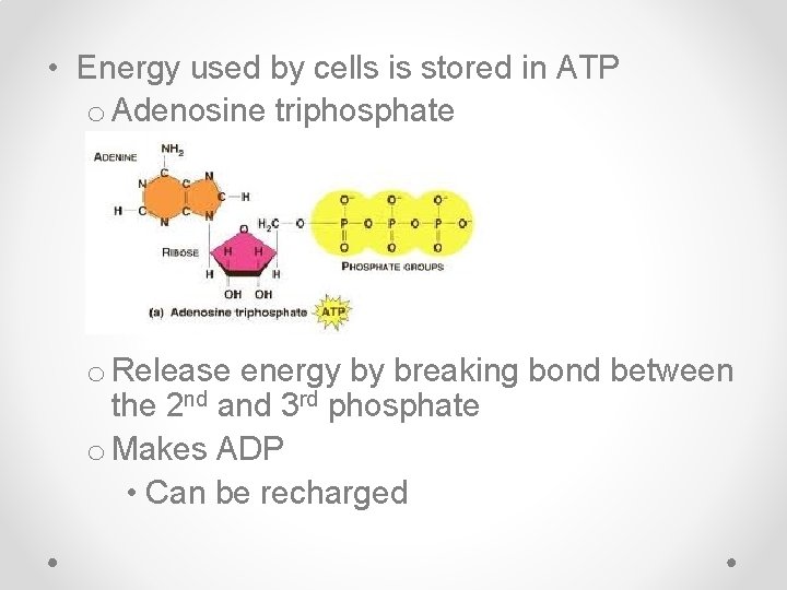  • Energy used by cells is stored in ATP o Adenosine triphosphate o