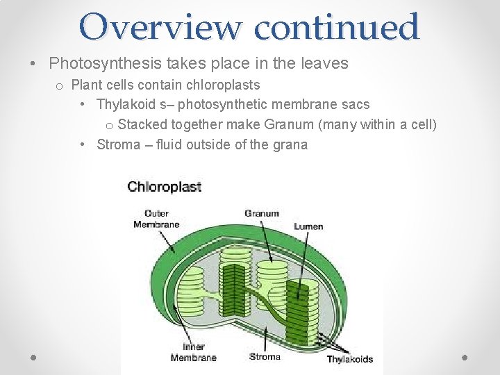 Overview continued • Photosynthesis takes place in the leaves o Plant cells contain chloroplasts