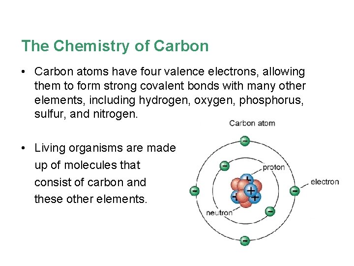 The Chemistry of Carbon • Carbon atoms have four valence electrons, allowing them to