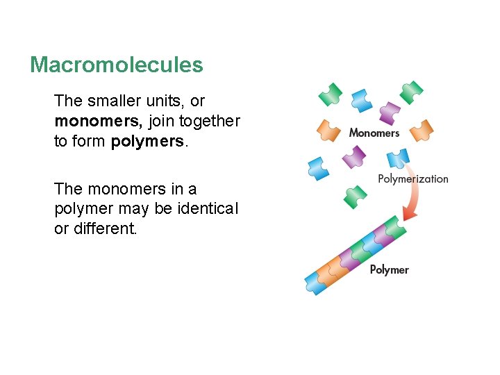Macromolecules The smaller units, or monomers, join together to form polymers. The monomers in