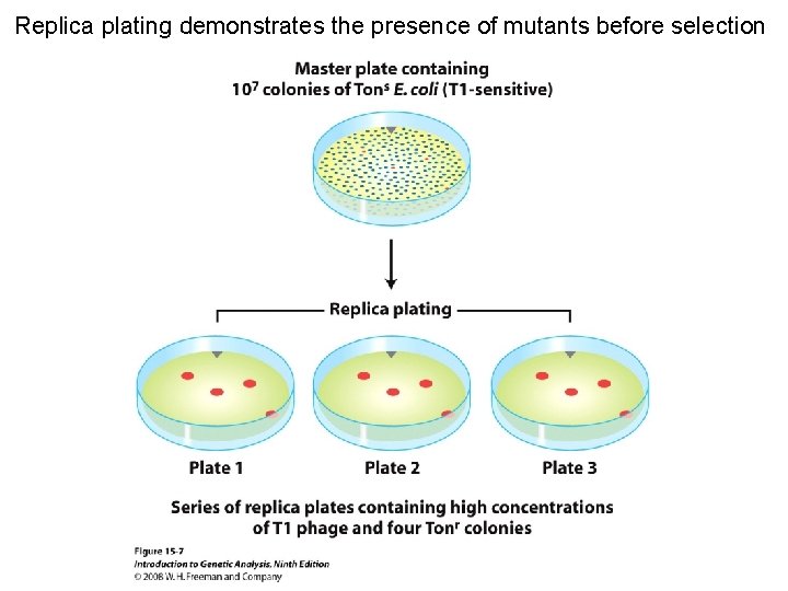 Replica plating demonstrates the presence of mutants before selection Figure 15 -7 