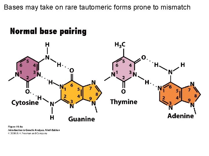 Bases may take on rare tautomeric forms prone to mismatch Figure 15 -8 a
