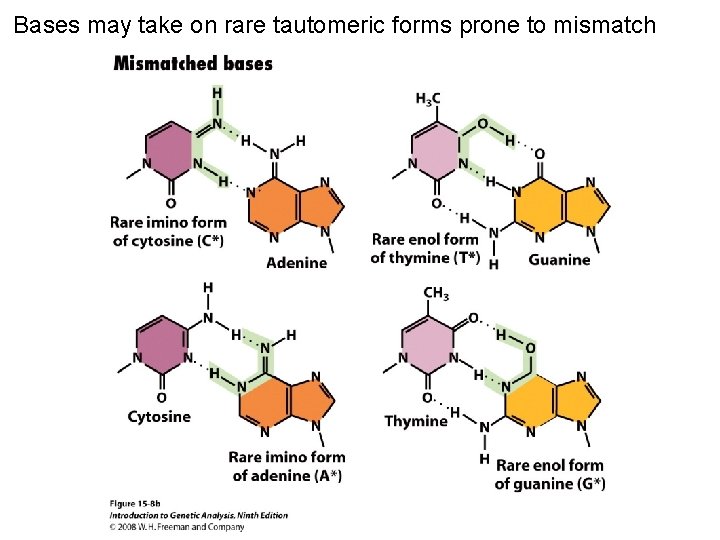 Bases may take on rare tautomeric forms prone to mismatch Figure 15 -8 b