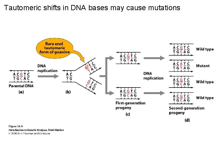 Tautomeric shifts in DNA bases may cause mutations Figure 15 -9 