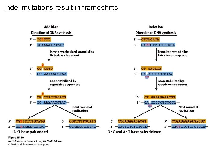 Indel mutations result in frameshifts Figure 15 -10 