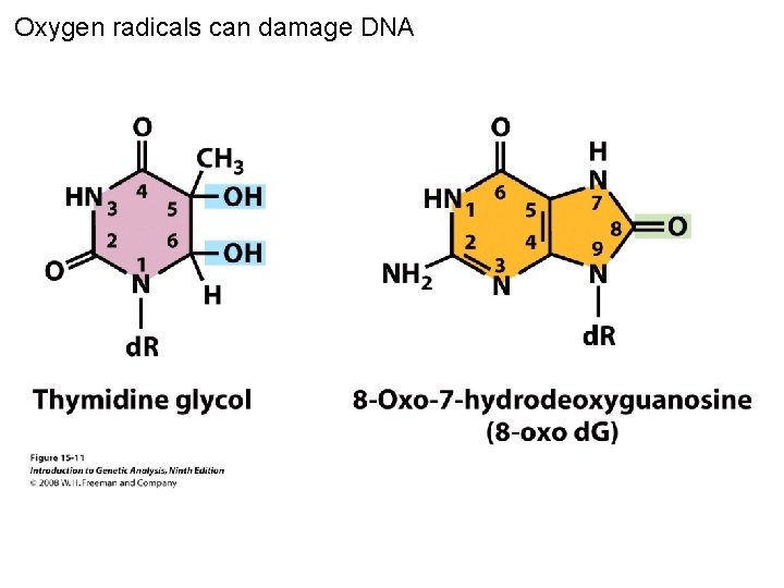 Oxygen radicals can damage DNA Figure 15 -11 