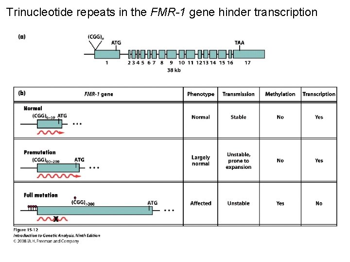 Trinucleotide repeats in the FMR-1 gene hinder transcription Figure 15 -12 