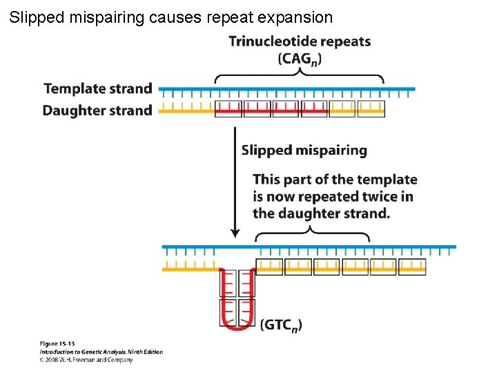 Slipped mispairing causes repeat expansion Figure 15 -13 